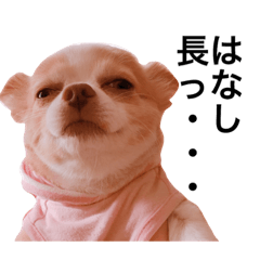 [LINEスタンプ] 気持ちを代弁してくれる犬の画像（メイン）