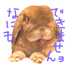 [LINEスタンプ] うさぎのキー坊と小鳥たち