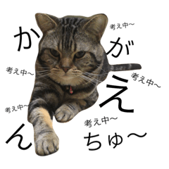 [LINEスタンプ] 青木の日常