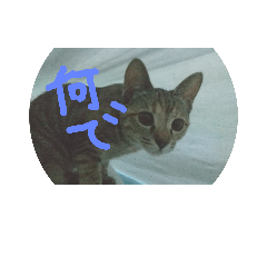 [LINEスタンプ] ゴミ猫