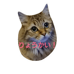 [LINEスタンプ] ねこナツ スタンプ2