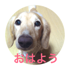 [LINEスタンプ] ただのレオン01