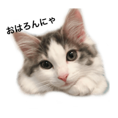 [LINEスタンプ] あびスタンプ