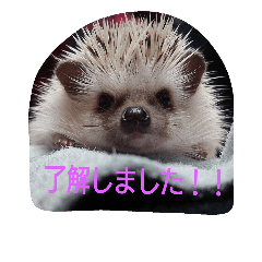 [LINEスタンプ] ハリネズミのみみ