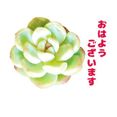 [LINEスタンプ] かわいい多肉植物で敬語が使えるスタンプ