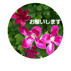 [LINEスタンプ] クレマチス