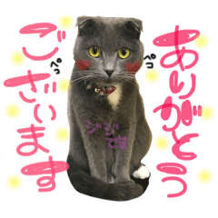 [LINEスタンプ] 猫スタンプ〜Jiji's friends〜