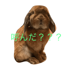 [LINEスタンプ] 耳たれロロたんの日常