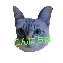 [LINEスタンプ] わんちゃん、ねこちゃん好き