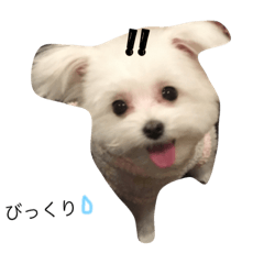 [LINEスタンプ] かわいいわんこちゃんたち！！