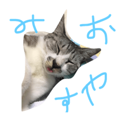 [LINEスタンプ] 猫達ww