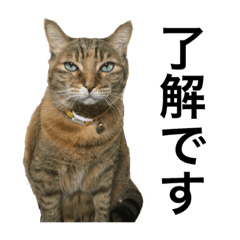 [LINEスタンプ] ねこの日常会話 グリーティング