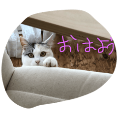 [LINEスタンプ] うちの猫 こことみる