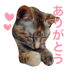 [LINEスタンプ] うちの動物たち2