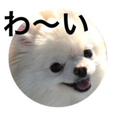 [LINEスタンプ] わんこいろいろ