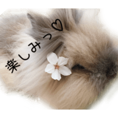 [LINEスタンプ] ライオンラビット♡もじゃ