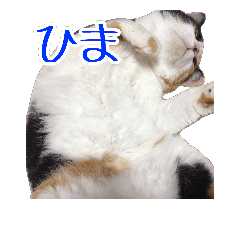 [LINEスタンプ] 三毛猫ガロちゃん。