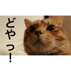 [LINEスタンプ] 被り物レオ