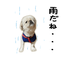 [LINEスタンプ] My hous dog〜ペキニーズ〜