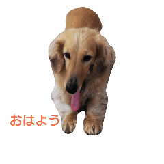 [LINEスタンプ] ダックスフンドの日常を