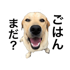 [LINEスタンプ] わんぱくラブのくぅ