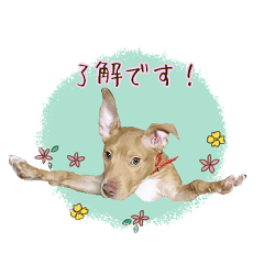 [LINEスタンプ] 犬のベス★PTAや仕事で使える写真スタンプ