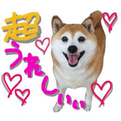 [LINEスタンプ] しば犬SHIBAINU