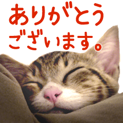 [LINEスタンプ] ウチの猫「ちひろ」スタンプ