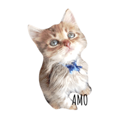 [LINEスタンプ] wild cat  AMO