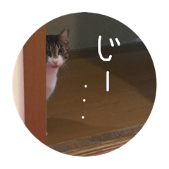 [LINEスタンプ] なかよし猫のモコとレイ