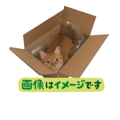 [LINEスタンプ] ねこのじゃっく