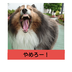 [LINEスタンプ] かわいいシェルティ(cute sheltie)