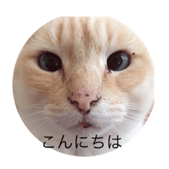 [LINEスタンプ] ねこのなぁご