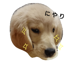 [LINEスタンプ] 【ここ】ゴールデンレトリバー