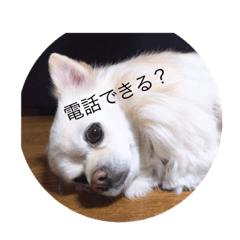 [LINEスタンプ] 愛犬チワワジャック