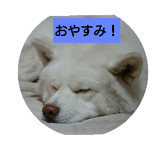 [LINEスタンプ] 白毛秋田犬