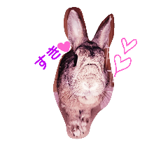 [LINEスタンプ] rabbit*蘭ちゃん**