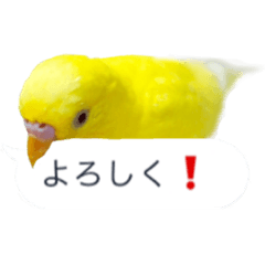 [LINEスタンプ] 日常セキセイインコふきだし