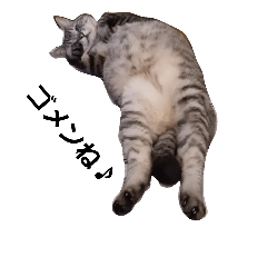 [LINEスタンプ] ねこのハヤテ