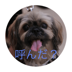 [LINEスタンプ] お犬ちゃん