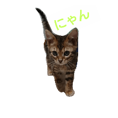 [LINEスタンプ] ベンガル レイ