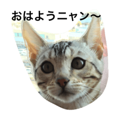 [LINEスタンプ] 美猫ラブにゃん