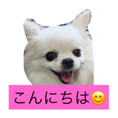 [LINEスタンプ] めぐたんだよ