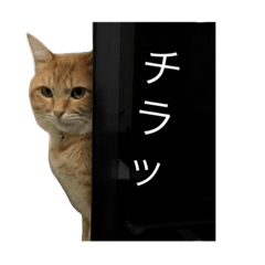 [LINEスタンプ] 可愛い猫の日常