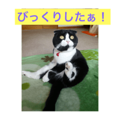 [LINEスタンプ] 猫シリーズ2