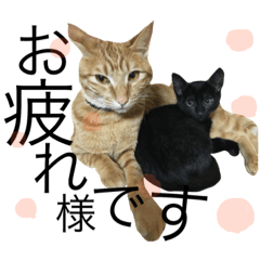 [LINEスタンプ] 茶トラと黒猫(ウィル君とノア君)2