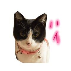 [LINEスタンプ] ねこのぱんこ