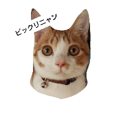 [LINEスタンプ] 飼い猫チャトさん