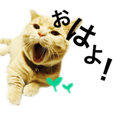 [LINEスタンプ] ゆる猫 しーなめちゃん(実写猫)