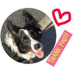 [LINEスタンプ] I ♡ My Border collie